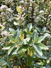Ageratina havanensis
