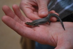 Plestiodon tetragrammus