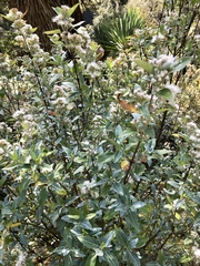 Ageratina havanensis