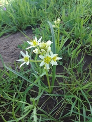 Toxicoscordion fremontii