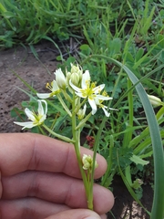 Toxicoscordion fremontii