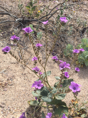 Phacelia calthifolia