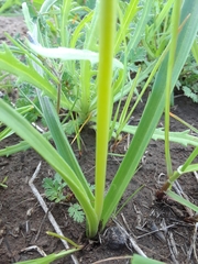 Toxicoscordion fremontii