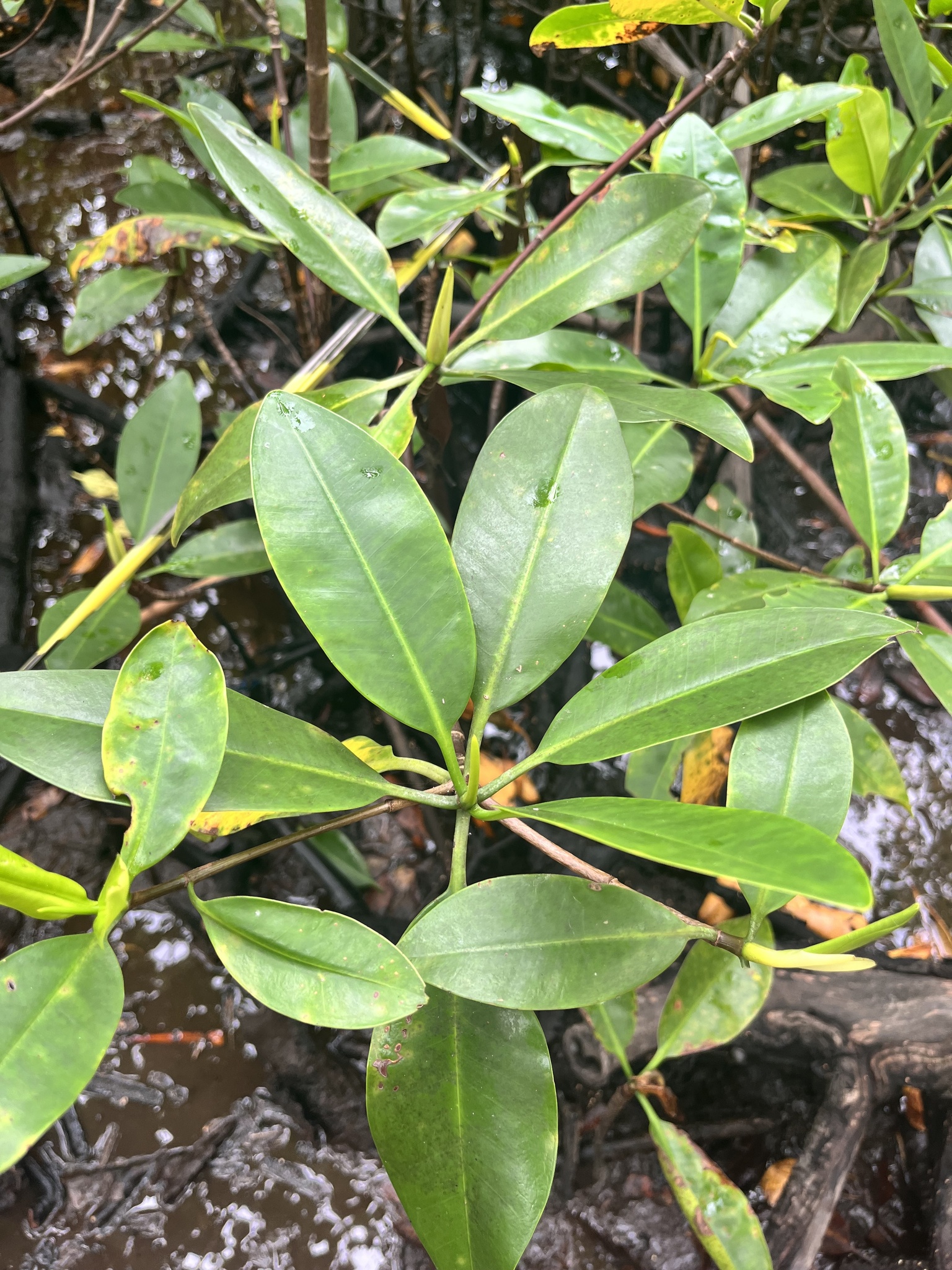 Rhizophora mangle
