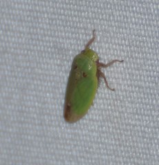 Ponana