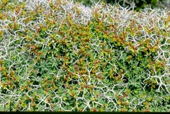 Euphorbia acanthothamnos