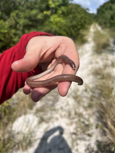 Amerotyphlops amoipira