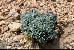 Helichrysum orientale