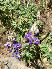 Lupinus aschenbornii