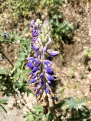 Lupinus aschenbornii