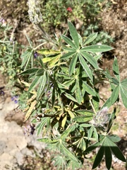 Lupinus aschenbornii