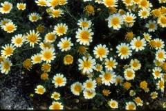 Glebionis coronaria discolor