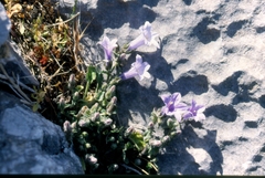 Campanula hagielia
