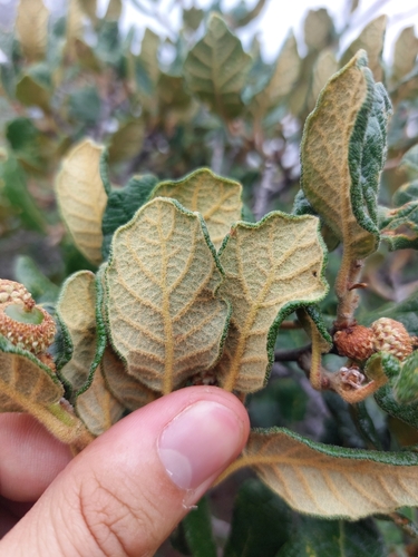 Mexican Oak