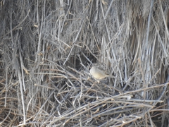Passer domesticus