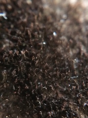Helminthosporium velutinum image