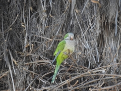 Myiopsitta monachus