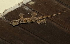 Gekko horsfieldii