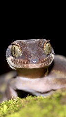 Boulenger's Indian Gecko photo 5