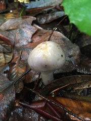 Cortinarius cylindripes