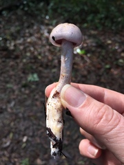 Cortinarius cylindripes