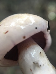 Cortinarius cylindripes