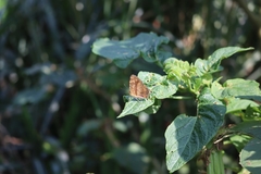 Symbrenthia lilaea formosanus