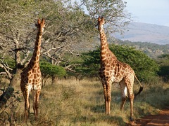 Southern Giraffe photo 3