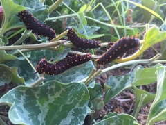 Battus polydamas psittacus