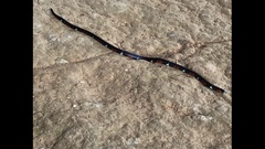Atractus elaps