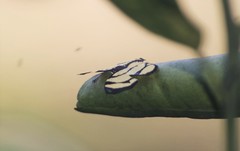 Baeotis zonata zonata