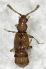 Stenosagola connata