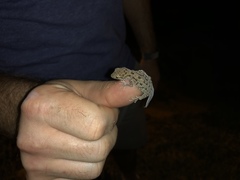 Cyrtopodion scabrum