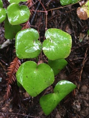Vancouveria planipetala