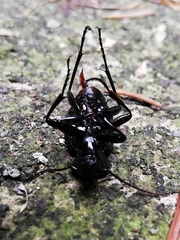 Carabus ulrichii