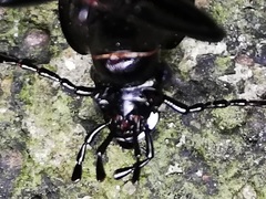 Carabus ulrichii