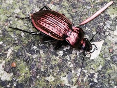 Carabus ulrichii