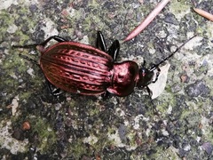Carabus ulrichii