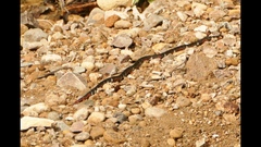 Atractus elaps