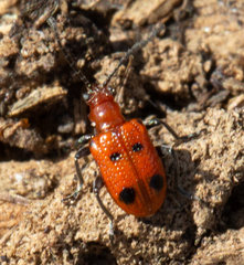 Neolema quadriguttata