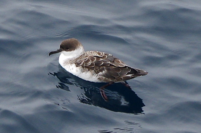 Great Shearwater (Ardenna gravis)
