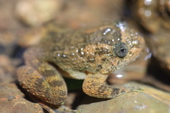 Castle Rock Night Frog photo 3