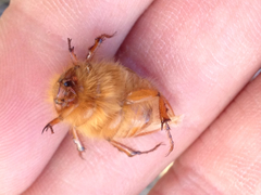 Aulacopalpus pilicollis