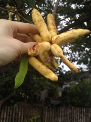 Inga marginata
