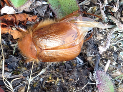 Aulacopalpus pilicollis