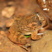 Nyctibatrachus petraeus - Photo (c) PARAG KOKANE, alguns direitos reservados (CC BY-NC), uploaded by PARAG KOKANE