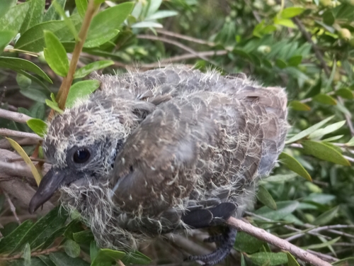 Laughing Dove, photo 5 of 7