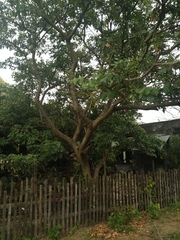 Inga marginata