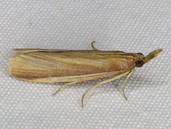Peoria gematella