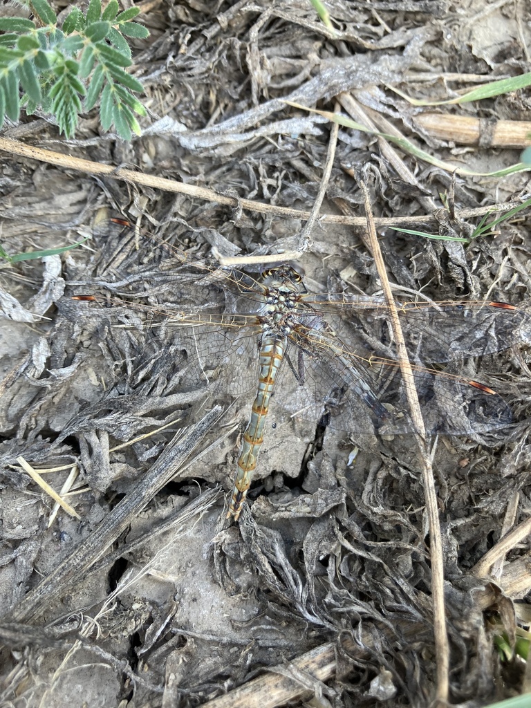 Variegated Meadowhawk From County Road Cope Co Us On August At Pm By Bradley